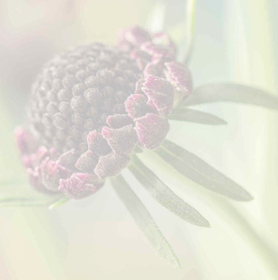 Blüte am Stiel vor grünem Hintergrund