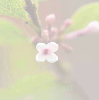 Weiße Blüte am Ast vor grünem Hintergrund