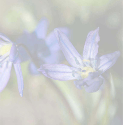 2 blaue Blüten vor grünem Hintergrund