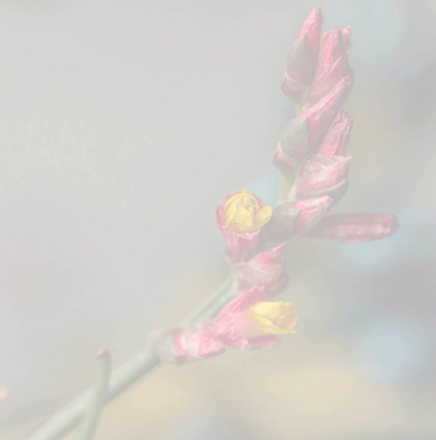 Rote Blüte am Stiel vor grünem Hintergrund