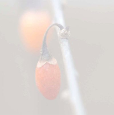 Zwei abgesoftete rote Beeren an einem Ast